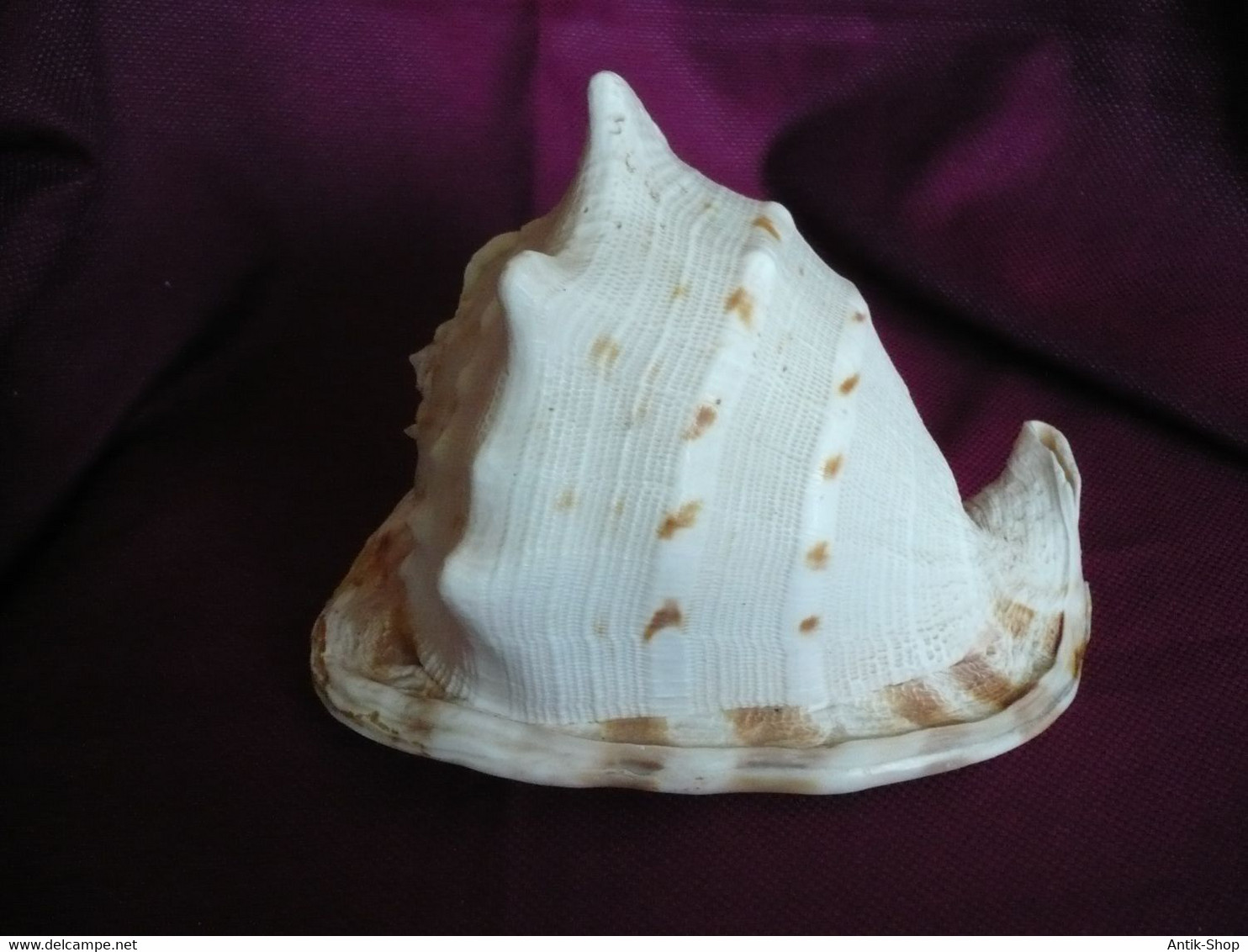 Große Helmet Conch Shell - Blowing Horn  (1019)