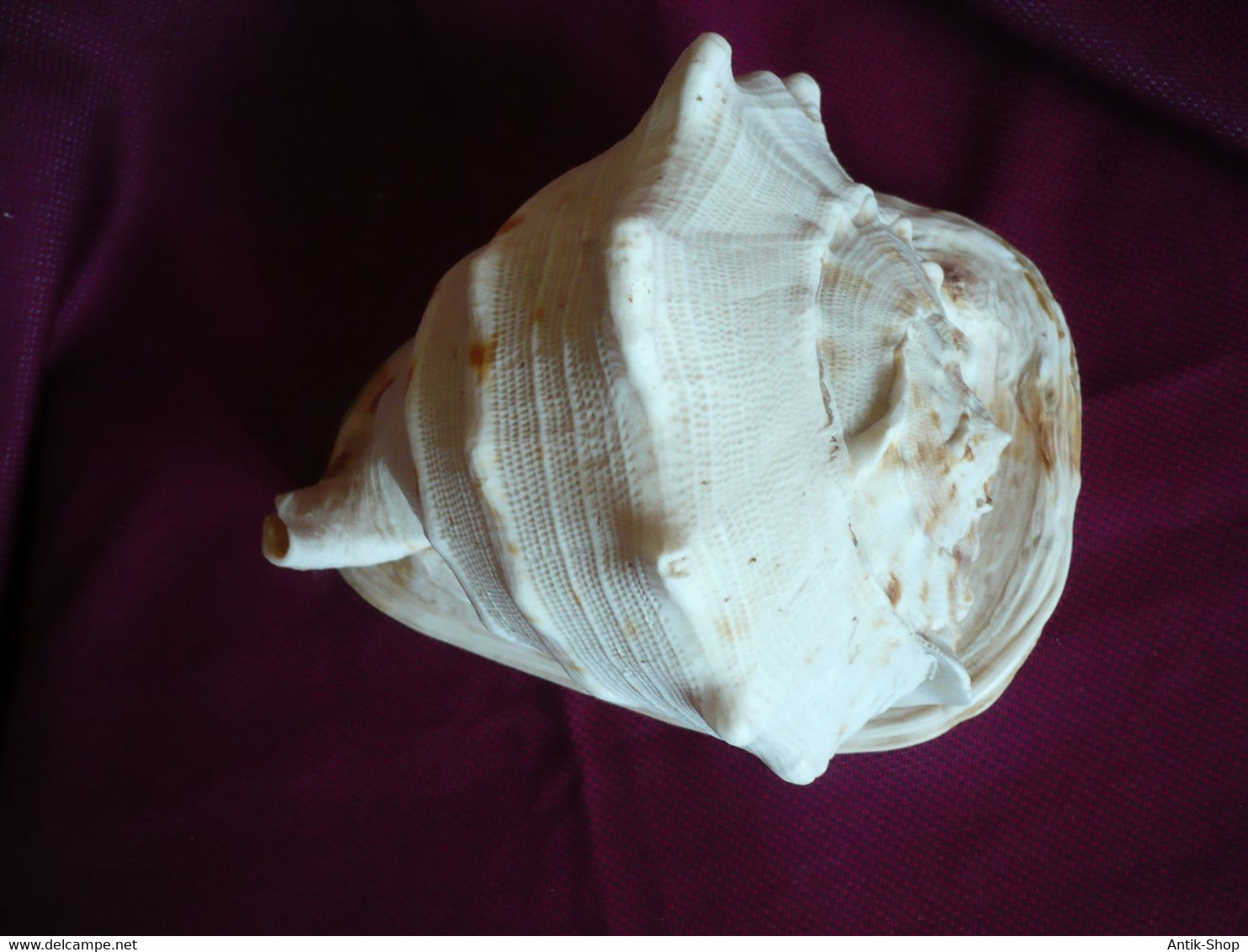 Große Helmet Conch Shell - Blowing Horn  (1019)