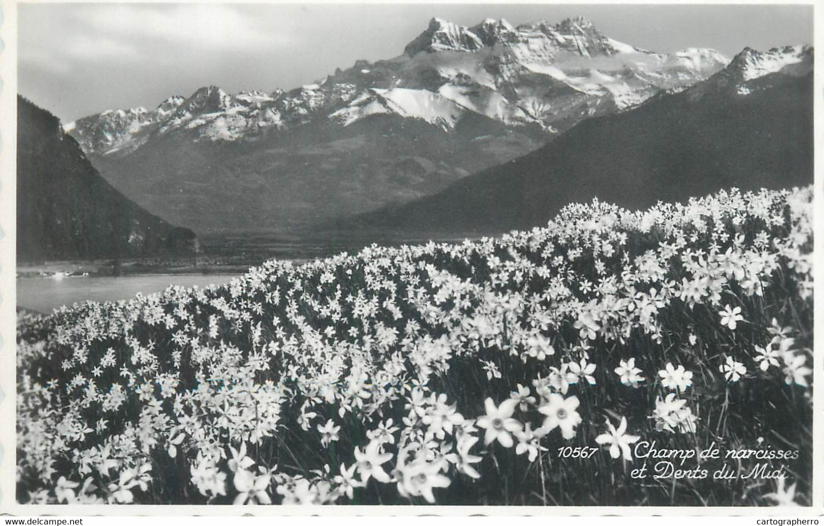 Switzerland Postcard Champ De Narcisses Et Dents Du Midi - Cham