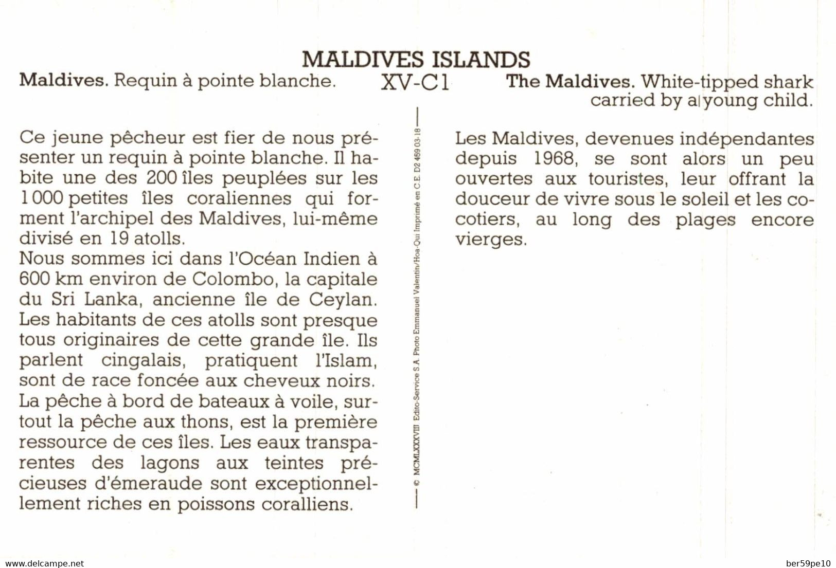 MALDIVES REQUIN A POINTE BLANCHE / CARTE AVEC DESCRIPTIF AU DOS - Maldive