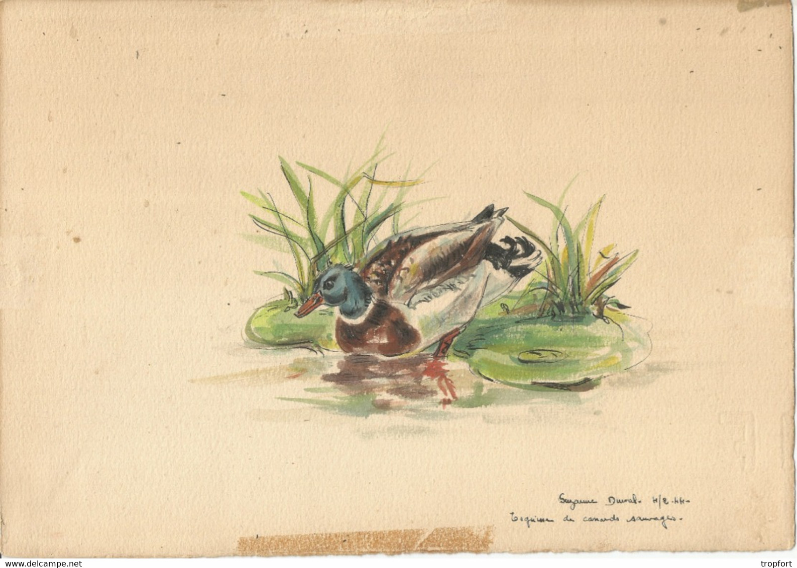 AQUARELLE Signée   SUZANNE DUVAL  1944  CANARD SAUVAGE ESQUISSE - Aquarelles