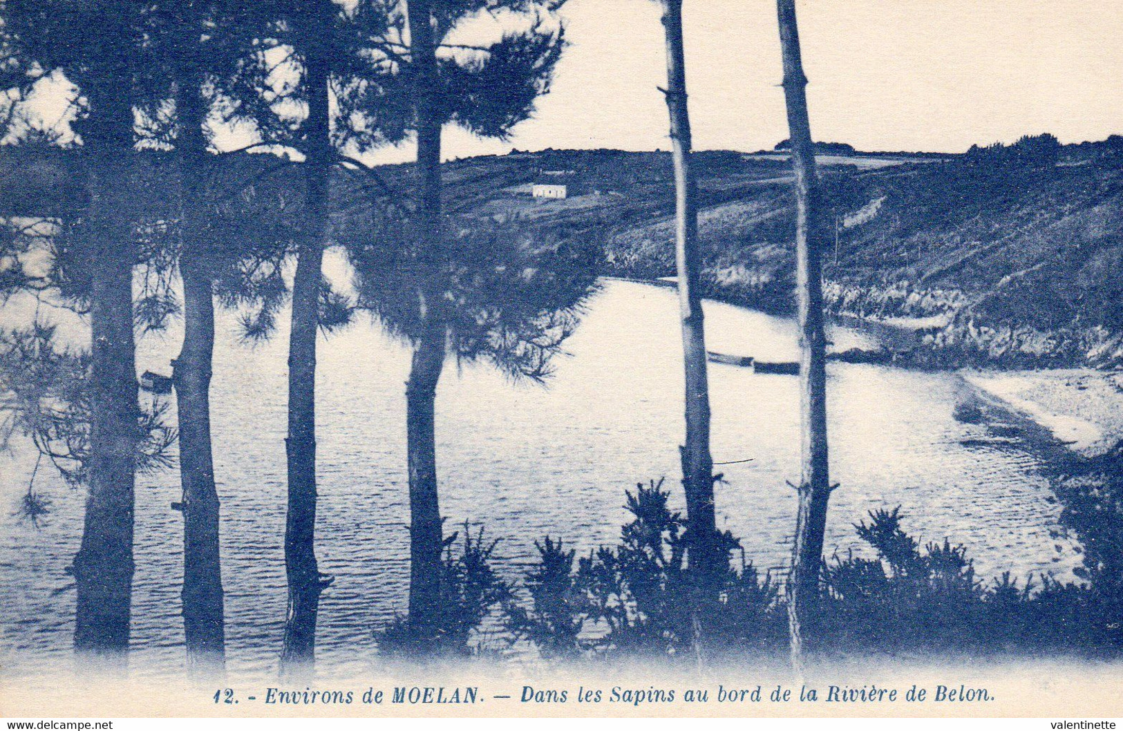 29  MOELAN - Dans Les Sapins Au  Bord De La Rivière De Belon - Moëlan-sur-Mer