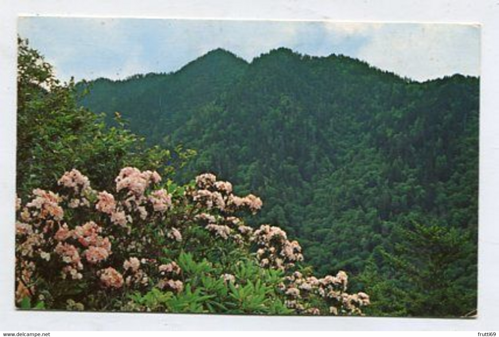 AK 093878 USA - Tennessee - Great Smokey Mountains National Park - Mountain Laurel - Smokey Mountains