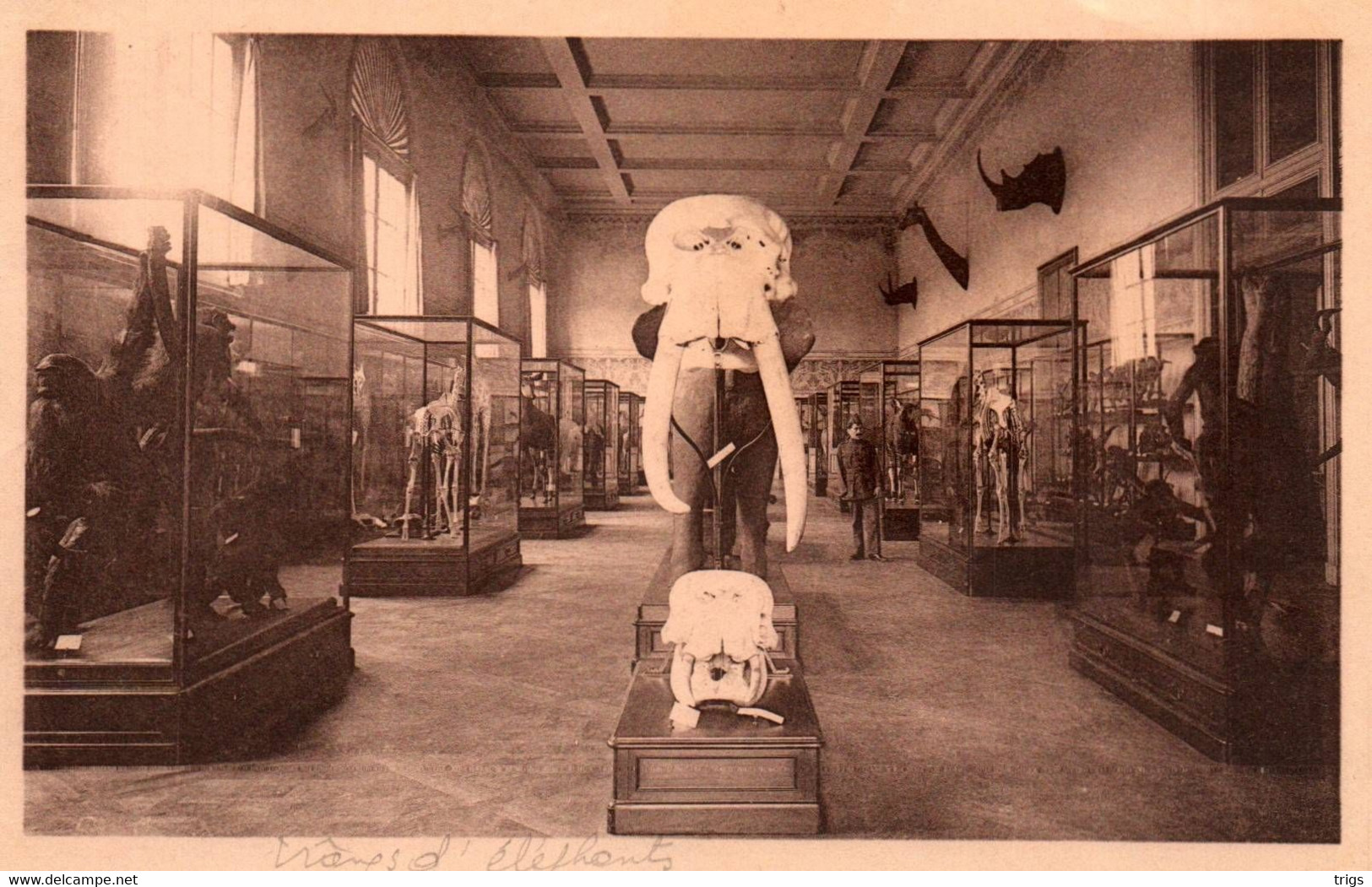 Tervueren (Musée Du Congo Belge) - Crânes D'Éléphants - Tervuren