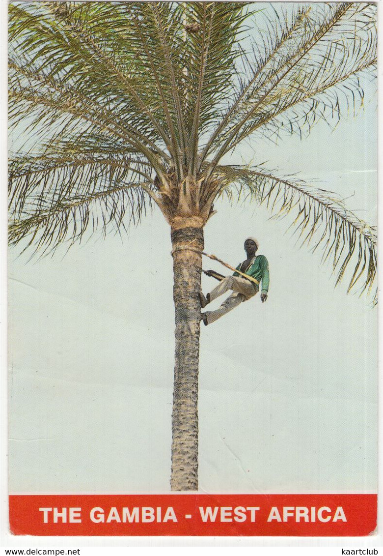 The Gambia - West Africa - Climbing The Palm Tree - (1989) - Gambie