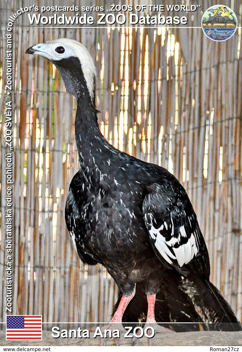 326 Santa Ana ZOO, US - Trinidad Piping-guan (Pipile Pipile) - Santa Ana