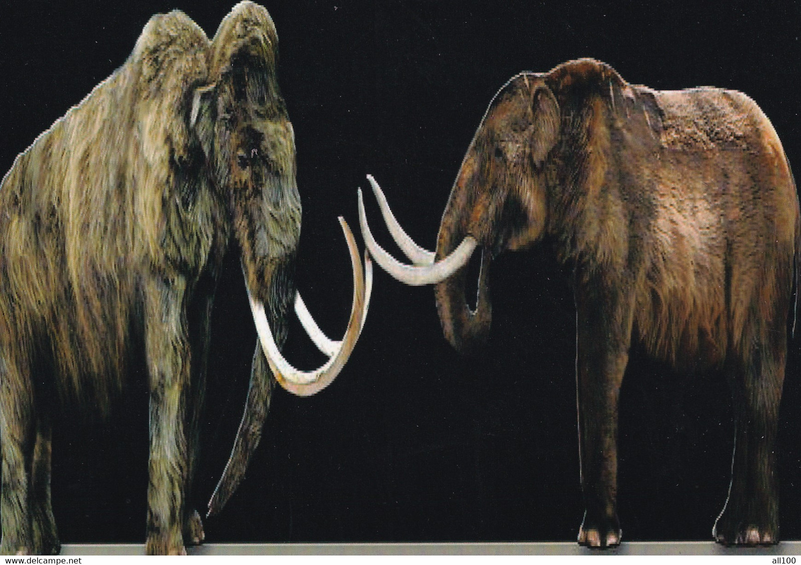 A22170 - Mammoths Prehistory Post Card Unused - Histoire
