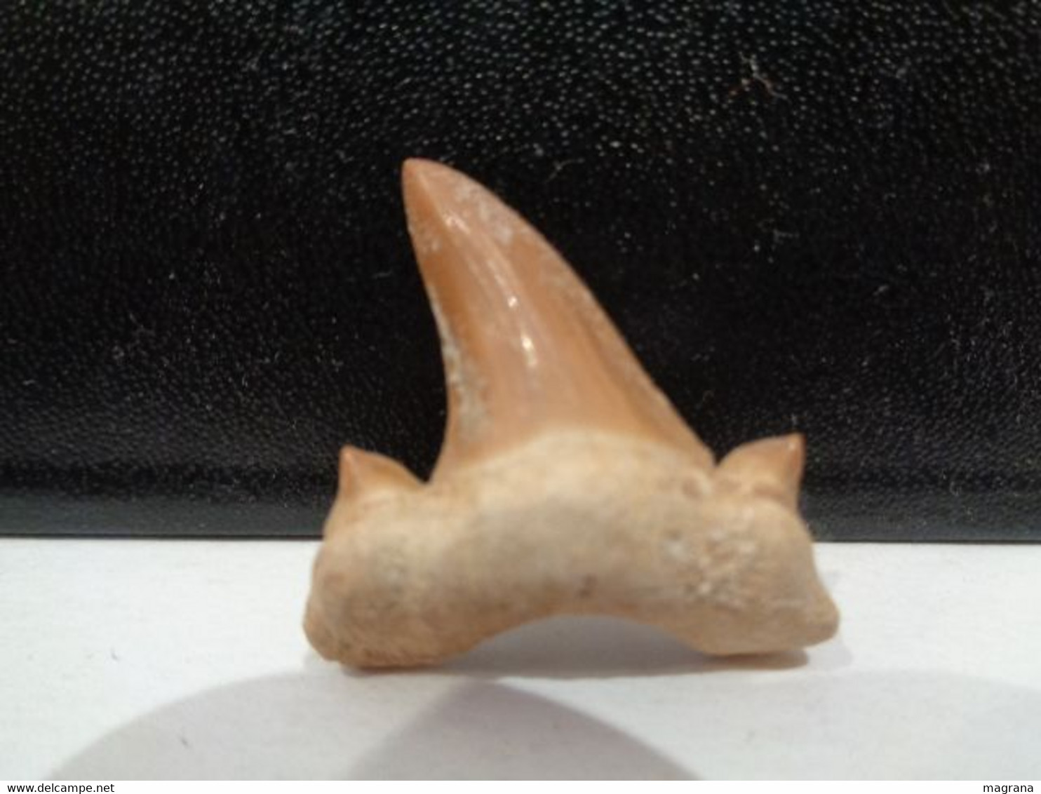 Shark Fossil Tooth. Extint Mackerel Shark. Cretolamna Biauriculata. Age: Cretaceous. Morocco. - Fossilien