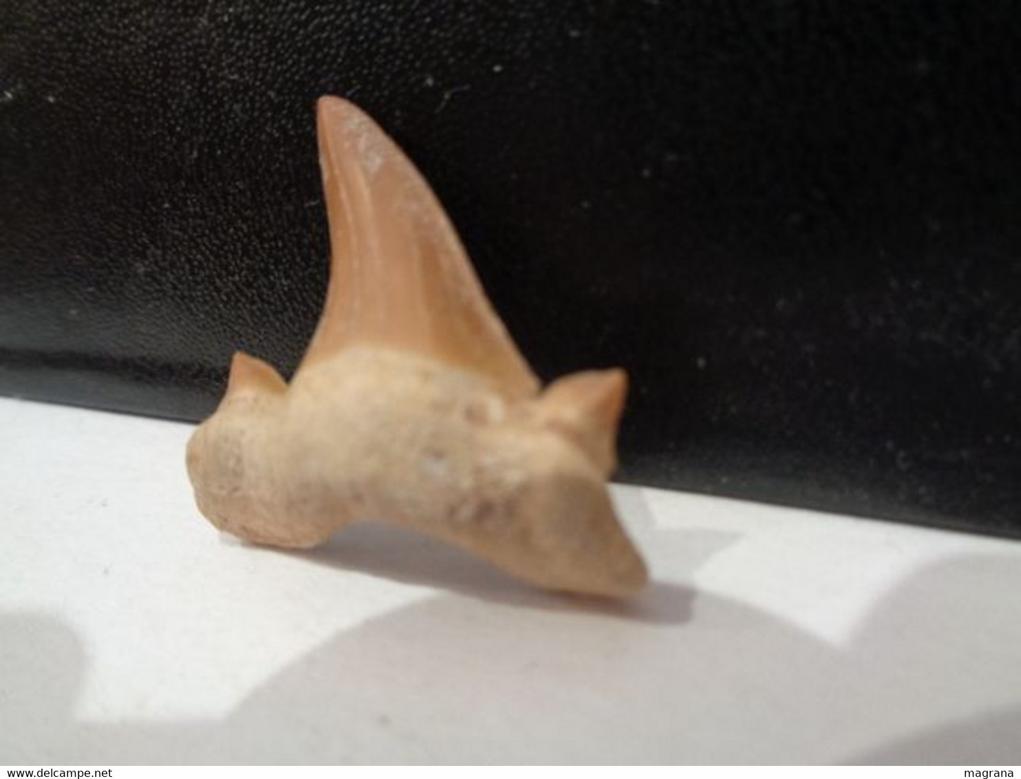 Shark Fossil Tooth. Extint Mackerel Shark. Cretolamna Biauriculata. Age: Cretaceous. Morocco. - Fossiles