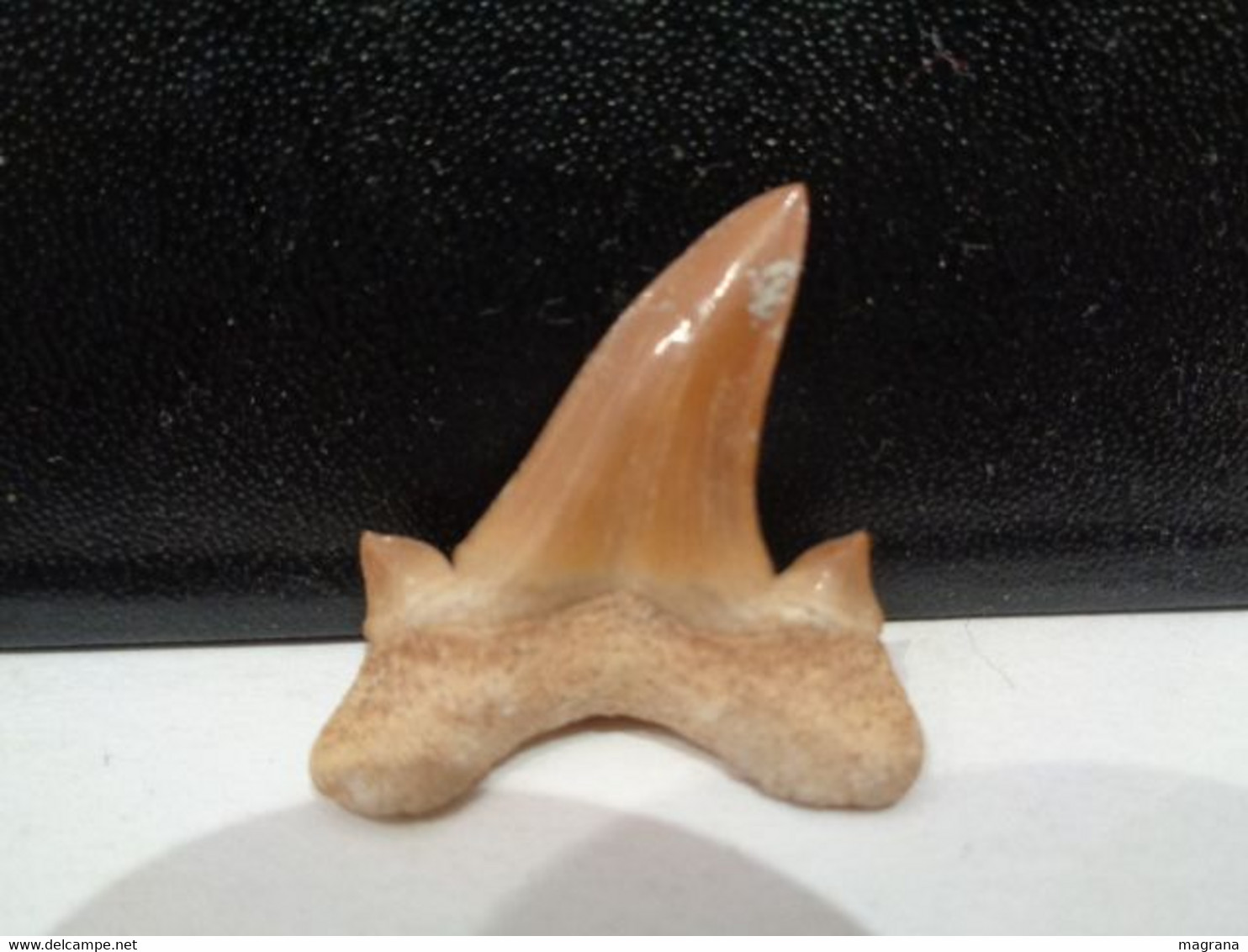Shark Fossil Tooth. Extint Mackerel Shark. Cretolamna Biauriculata. Age: Cretaceous. Morocco. - Fossilien