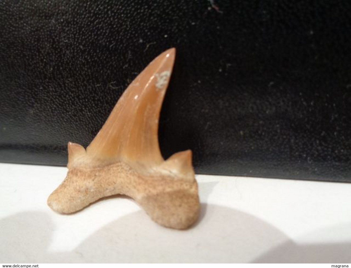 Shark fossil tooth. Extint Mackerel Shark. Cretolamna biauriculata. Age: Cretaceous. Morocco.