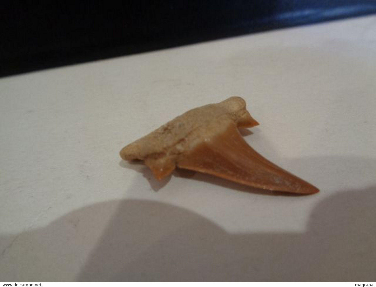 Shark fossil tooth. Extint Mackerel Shark. Cretolamna biauriculata. Age: Cretaceous. Morocco.