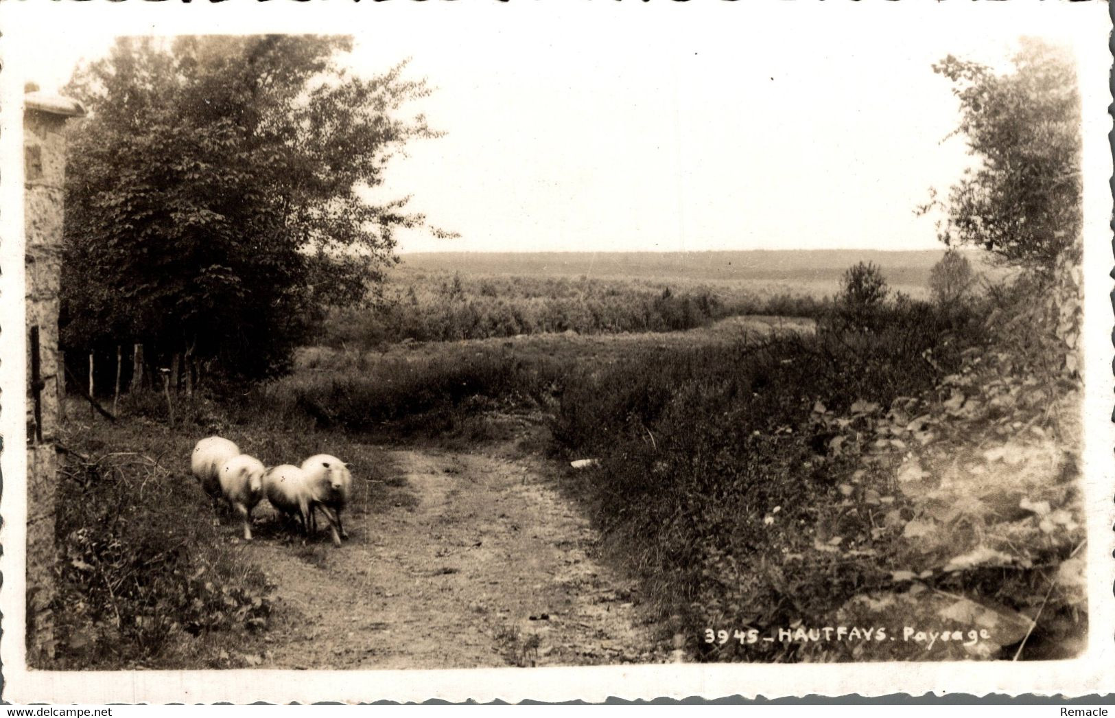 Haut Fays  Paysage - Daverdisse