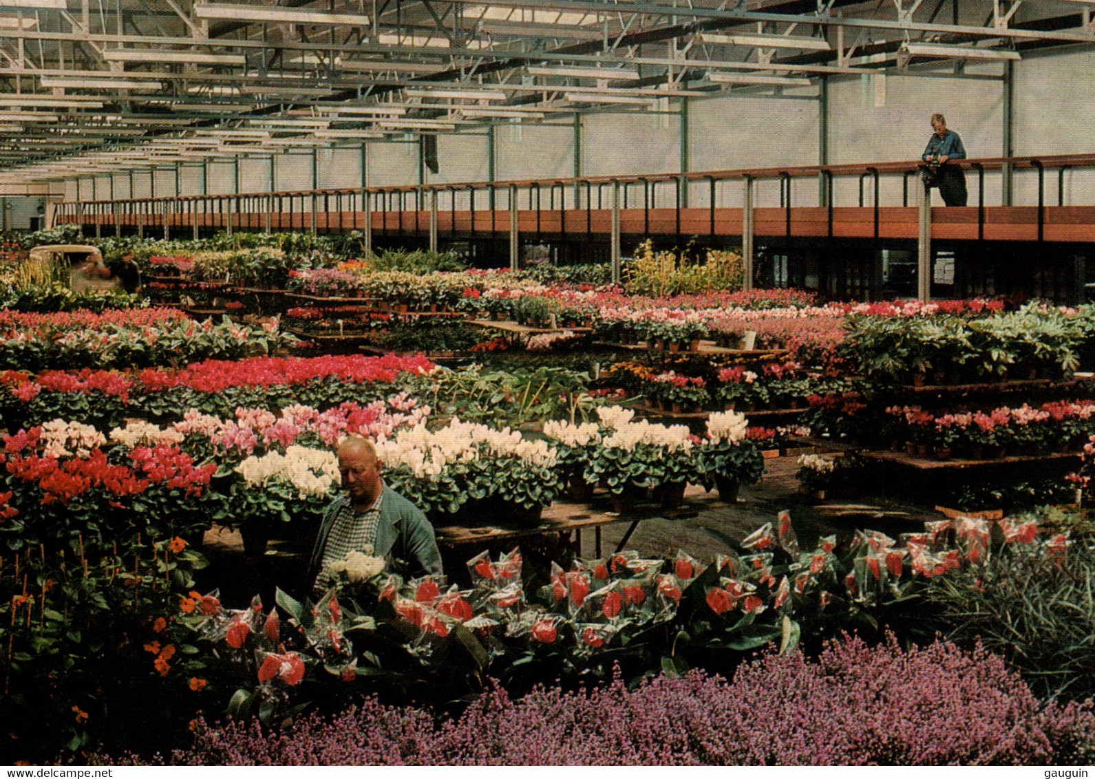 CPM - AALSMEER - Centrale Aalsmeerse Veiling - Halles échantillonnage Des Plantes En Pots ... LOT 3 CP à Saisir - Aalsmeer