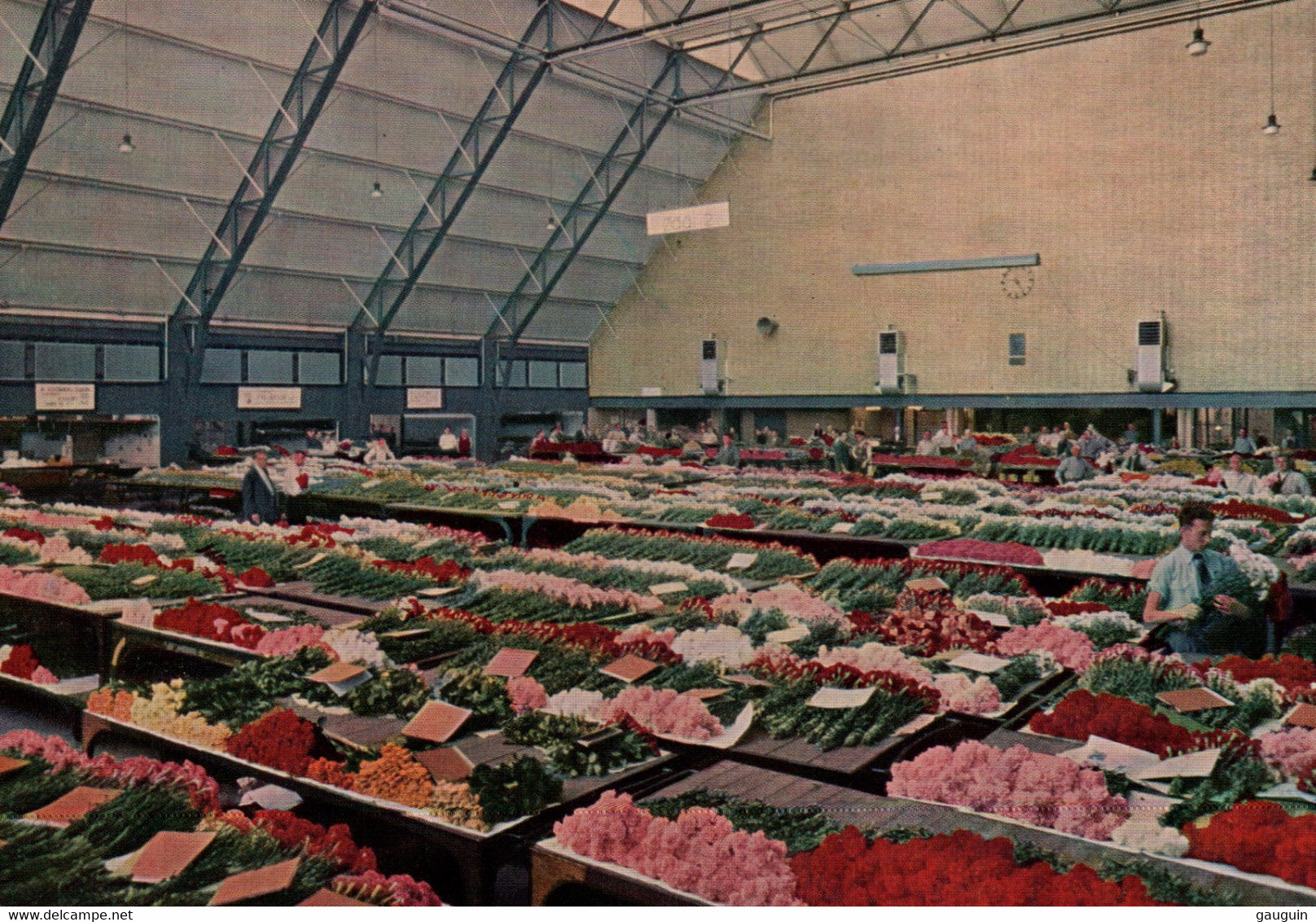 CPM - AALSMEER - Centrale Aalsmeerse Veiling - Halles échantillonnage Des Plantes En Pots ... LOT 3 CP à Saisir - Aalsmeer