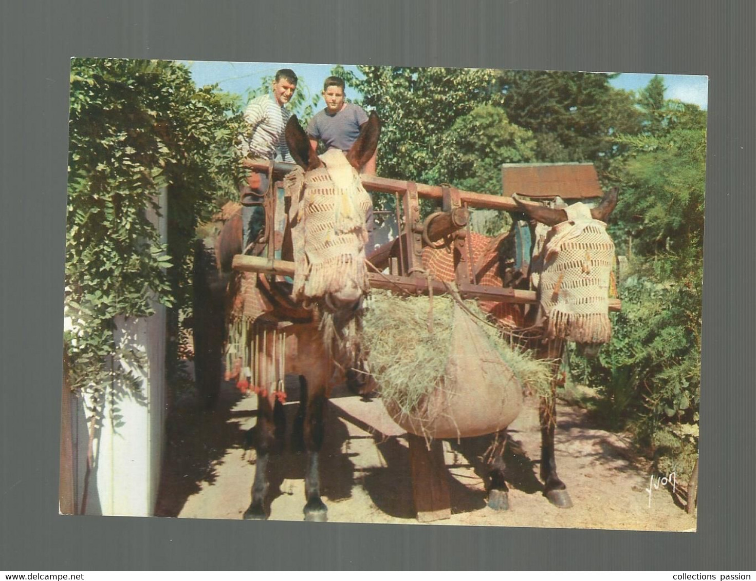 Cp, Agriculture , Attelage De Mules Dans Les Landes De Gascogne , Vierge - Teams