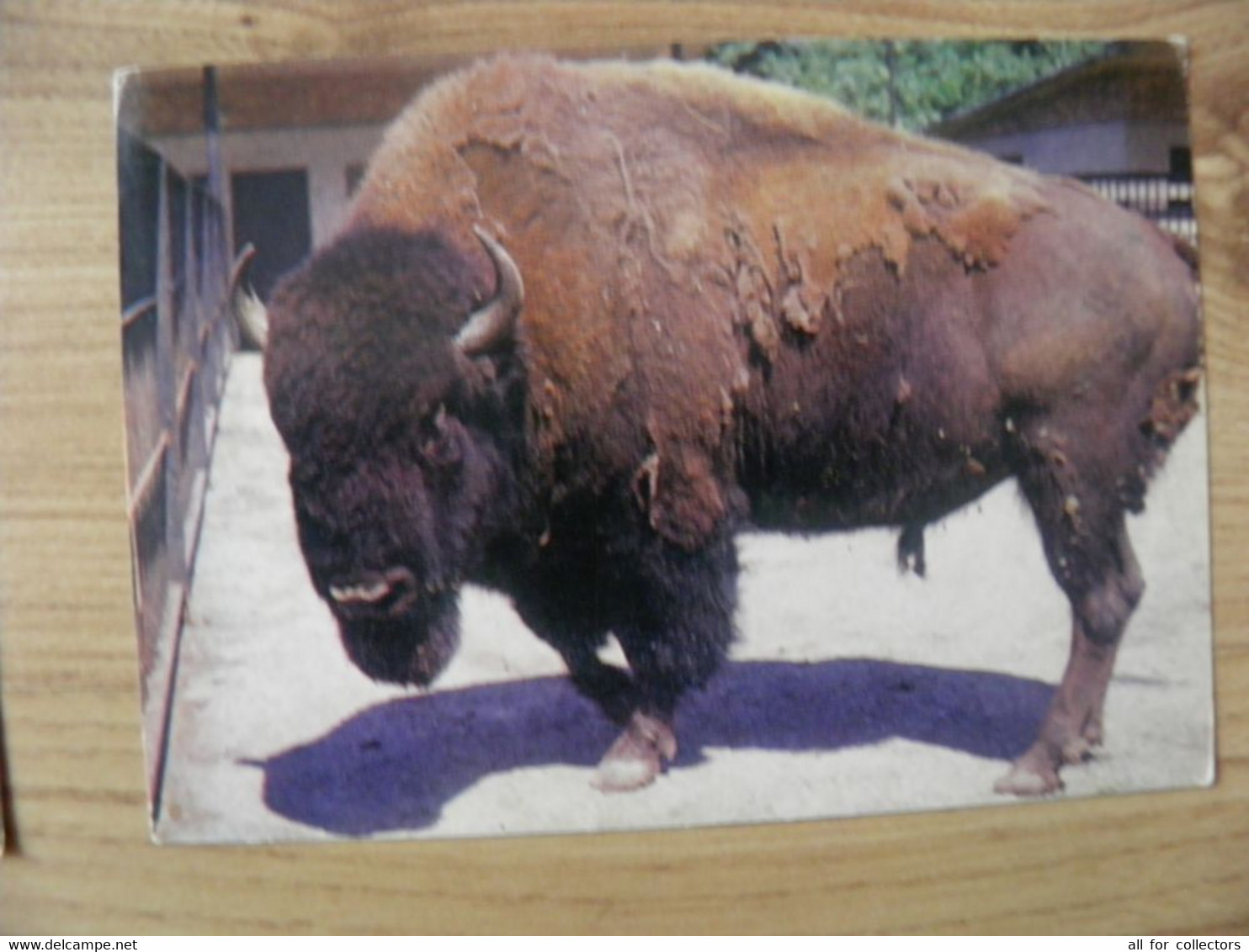 Post Card Lithuania 1977 Kaunas Zoo Animal Bison - Turtles