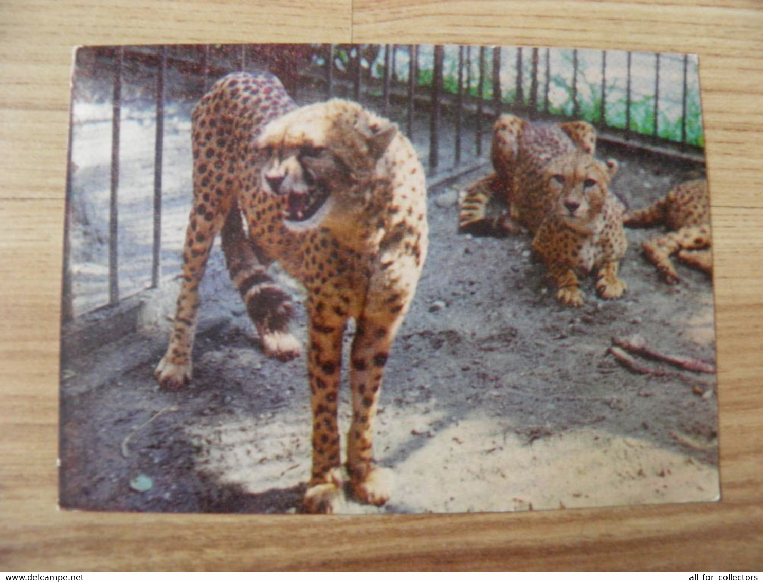 Post Card Lithuania 1977 Kaunas Zoo Animal Cat Family Cheetah - Schildkröten