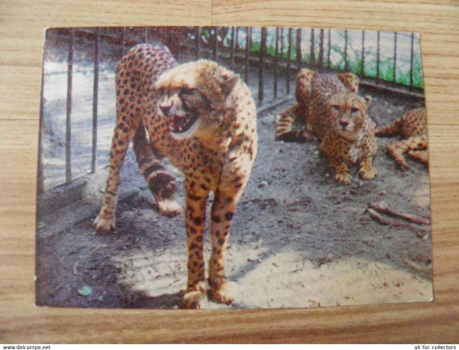 Post Card Lithuania 1977 Kaunas Zoo Animal Cat Family Cheetah - Turtles