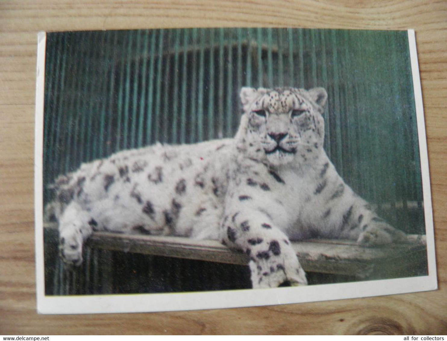 Post Card Lithuania 1977 Kaunas Zoo Animal Cat Family Irbis Snow Leopard - Turtles