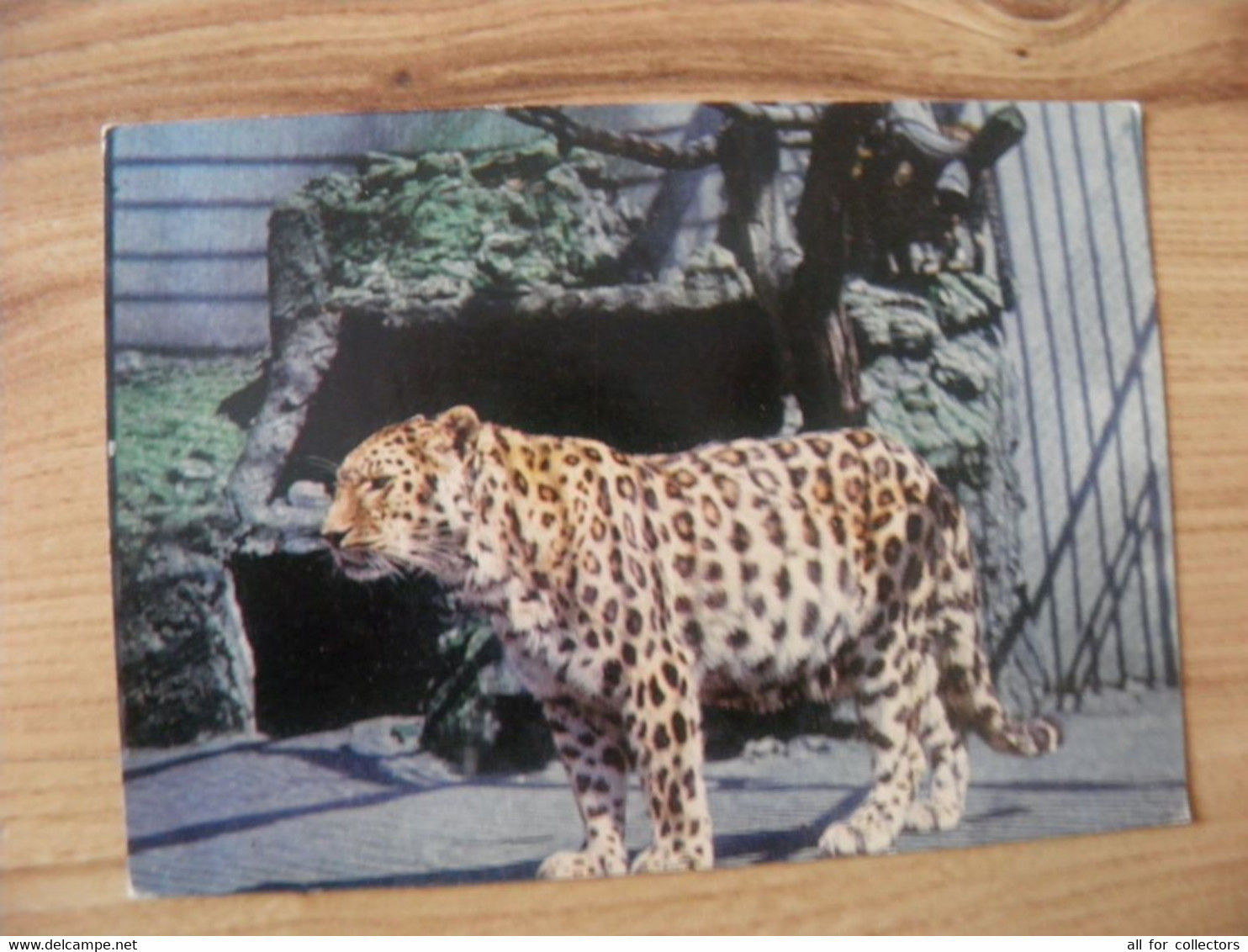 Post Card Lithuania 1977 Kaunas Zoo Animal Cat Family Leopard - Turtles