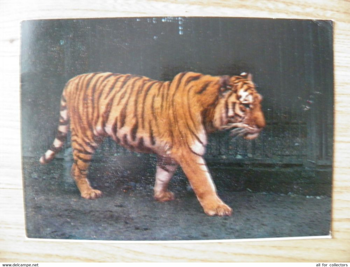 Post Card Lithuania 1977 Kaunas Zoo Animal Cat Family Tiger - Tortues
