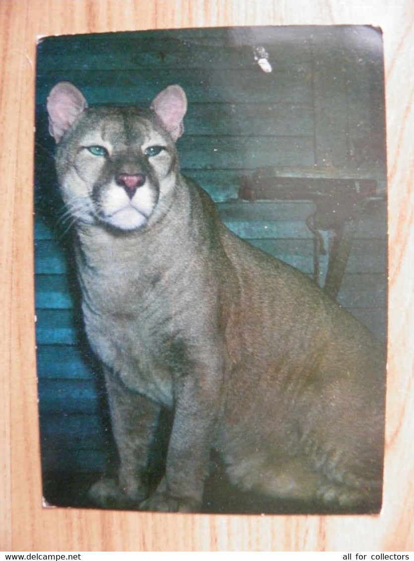 Post Card Lithuania 1977 Kaunas Zoo Animal Cat Family Puma Panther - Schildkröten