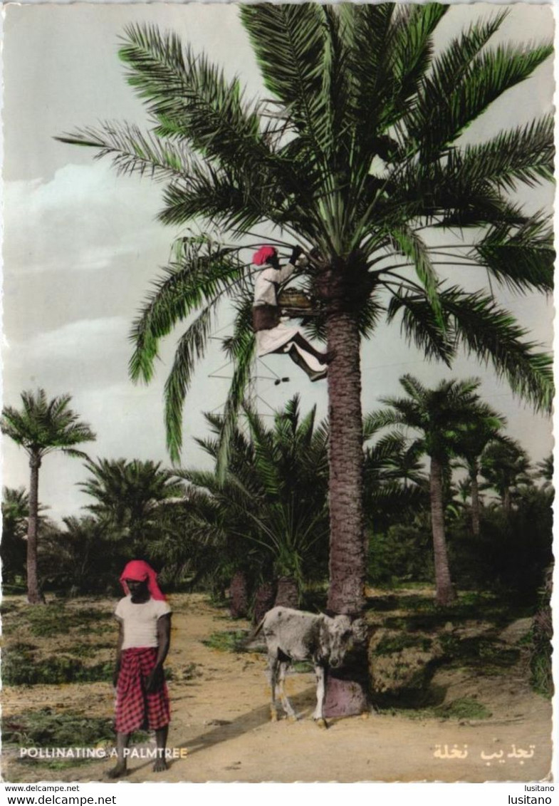 BAHARAIN - POLLINATING A PALMTREE - VINTAGE USED  POSTCARD - Bahreïn