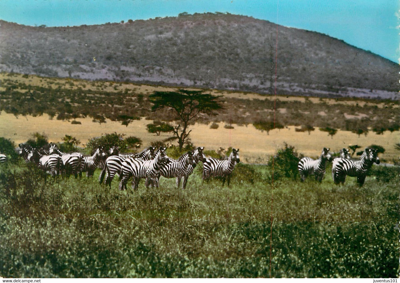 CPSM Zébres       L1904 - Zebre