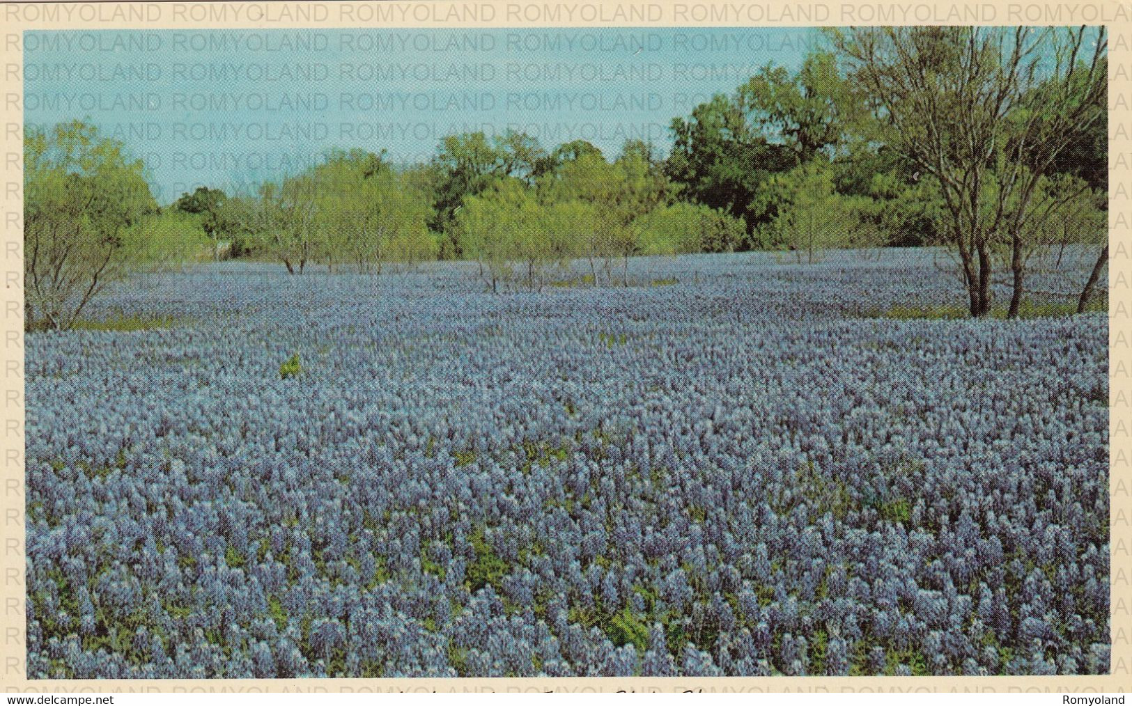 CARTOLINA  FIORI-PIANTE-ALBERI-ROSA-PETUNIA-VIOLA-ORTENSIA-TULIPANO-LAVANDA-GAROFANO,NON VIAGGIATA - Flowers