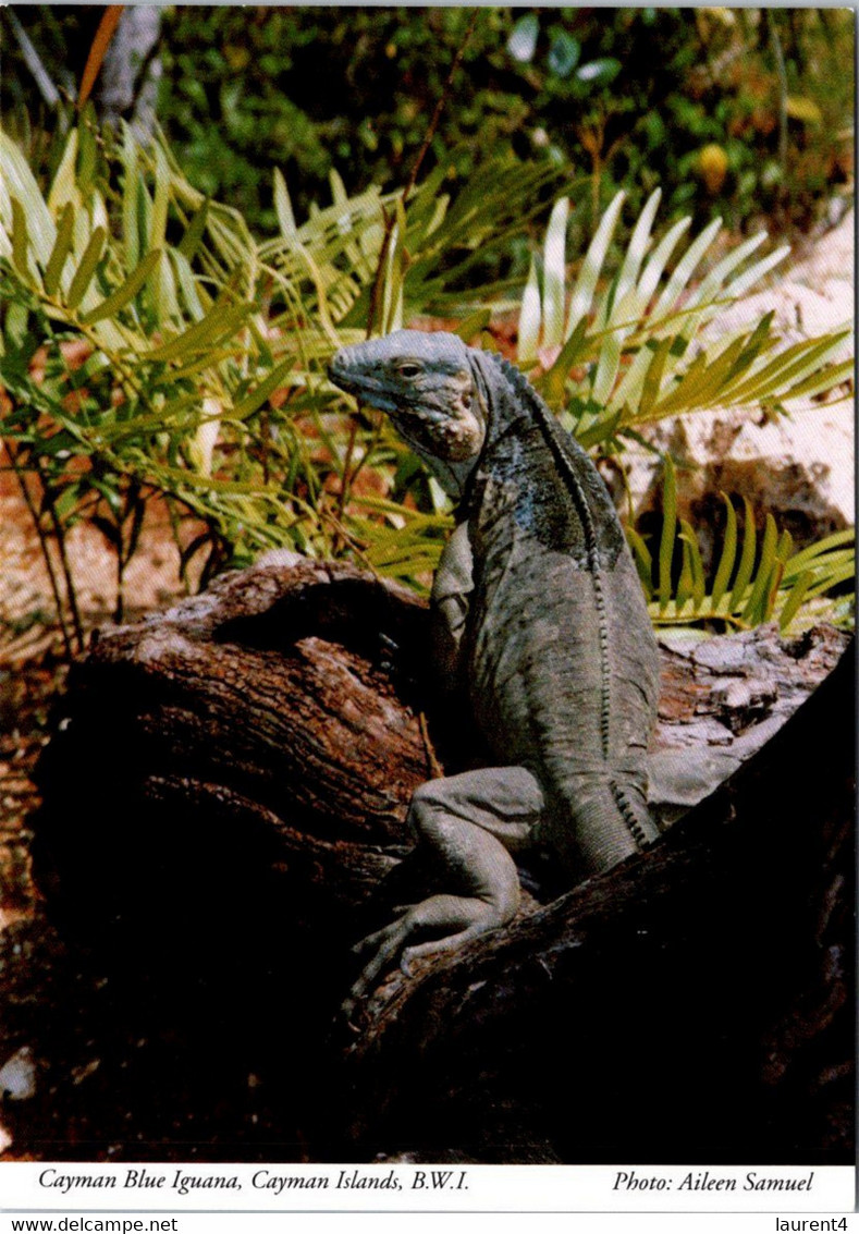 (3 M 25) B.W.I - Cayman Island - Blue Iguana - Caïman (Iles)