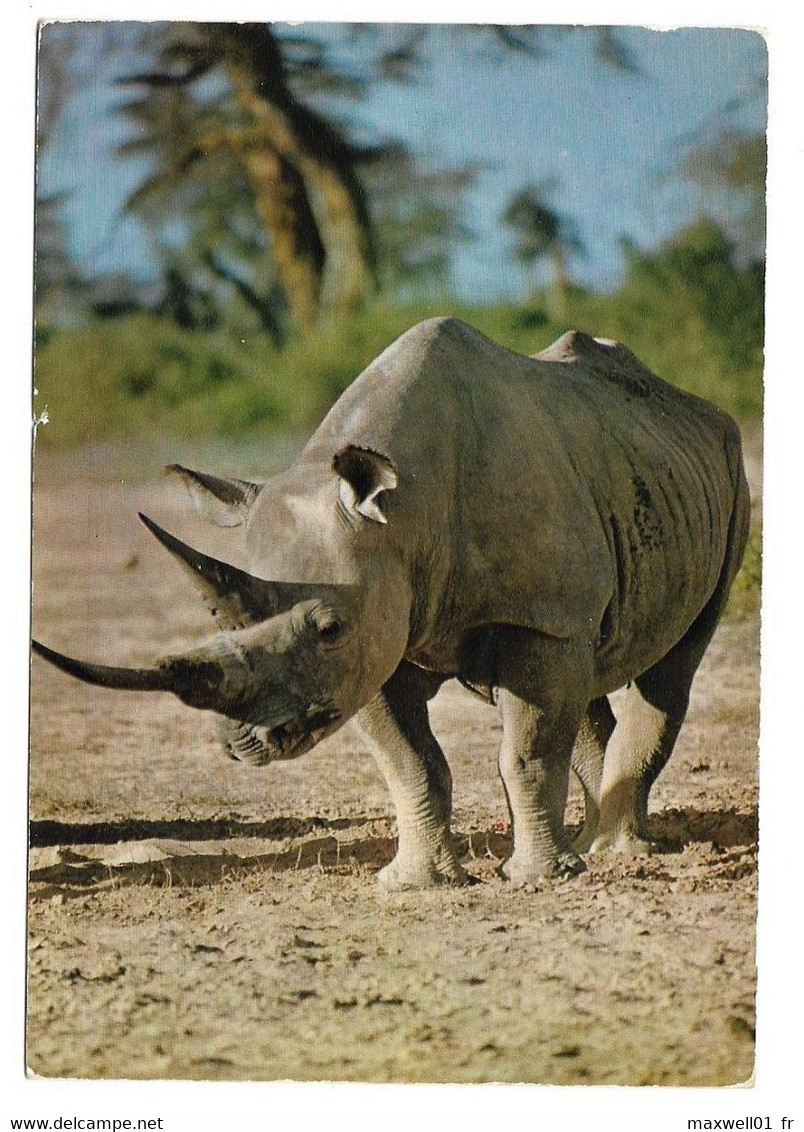 H9 - Carte Postale - Animal - Faune Africaine - Rhinocéros - Rhinocéros