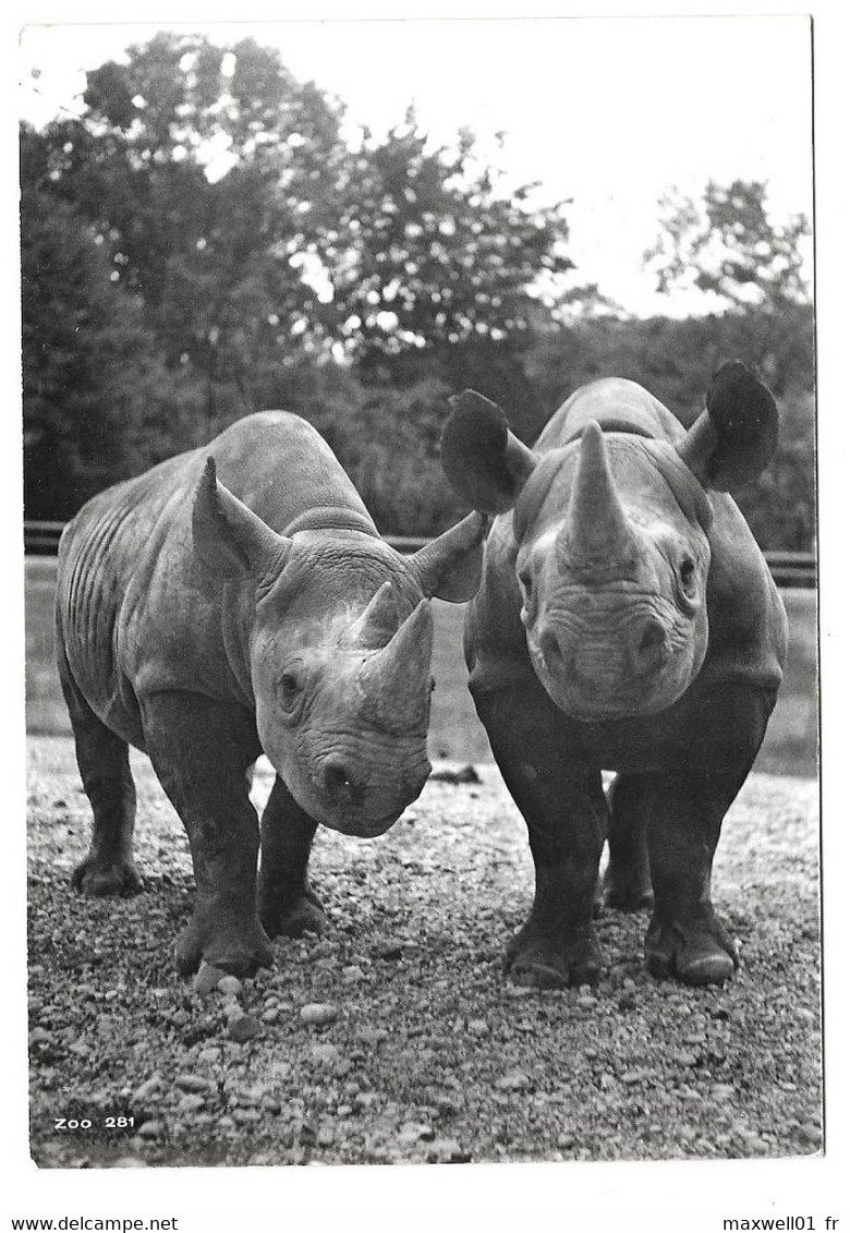 H9 - Carte Postale - Animal - Zoologischer Garten Zürich - Rhinocéros - Rhinozeros