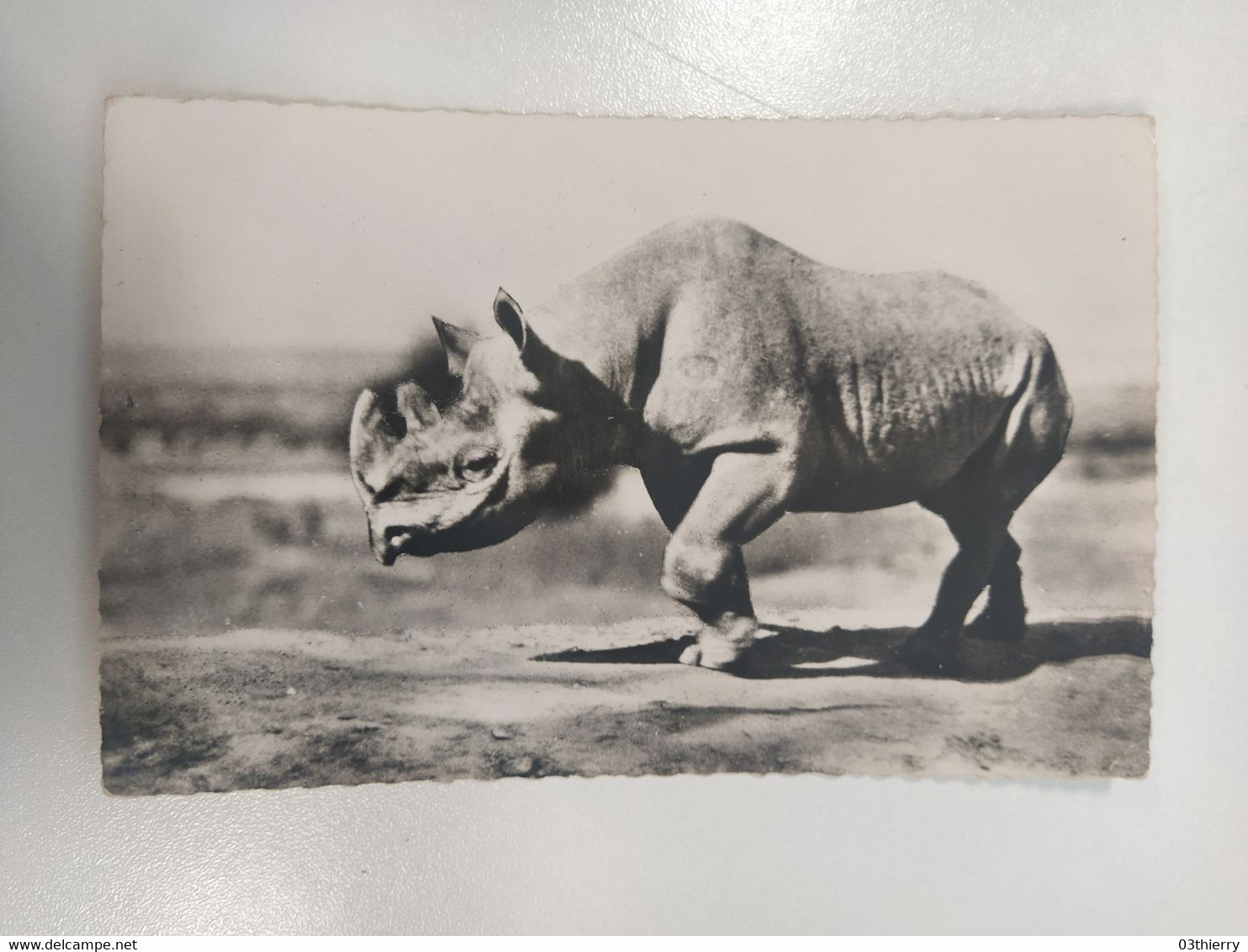 CPSM ANIMAUX FAUNE AFRICAINE RHINOCEROS NOIR - Neushoorn