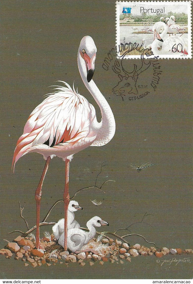 CARTE MAXIMUM - MAXICARD - MAXIMUM KARTE - MAXIMUM CARD - PORTUGAL - OISEAUX - FLAMANT - Phoenicopterus Ruber - Flamingo