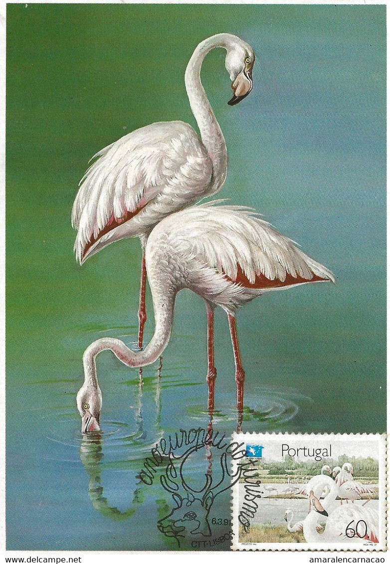 CARTE MAXIMUM - MAXICARD - MAXIMUM KARTE - MAXIMUM CARD - PORTUGAL - OISEAUX - BIRDS - FLAMANT - Phoenicopterus Ruber - Flamingos