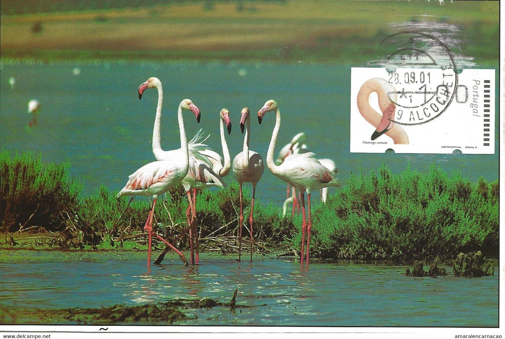 CARTE MAXIMUM - MAXICARD - MAXIMUM KARTE - MAXIMUM CARD - PORTUGAL - OISEAUX - FLAMANT - Phoenicopterus Ruber - Flamingos