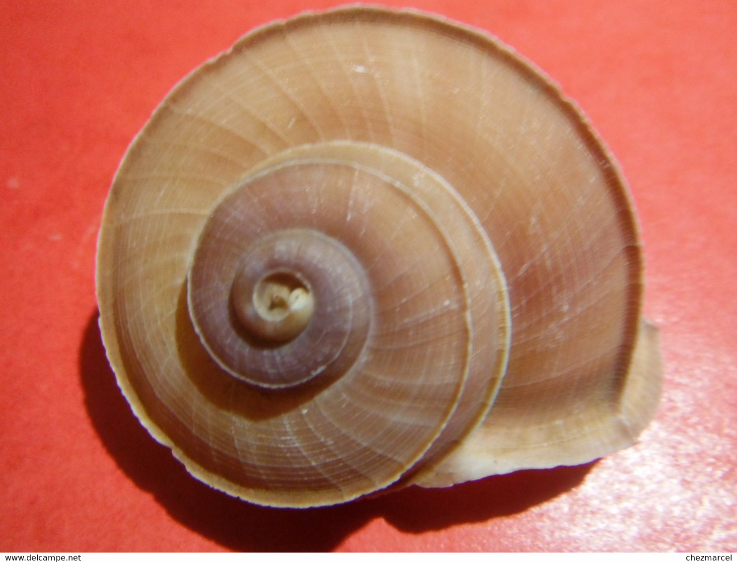 Rare Escargot Terrestre Tropidophora Cuvieirana Diego-suarez - Coquillages