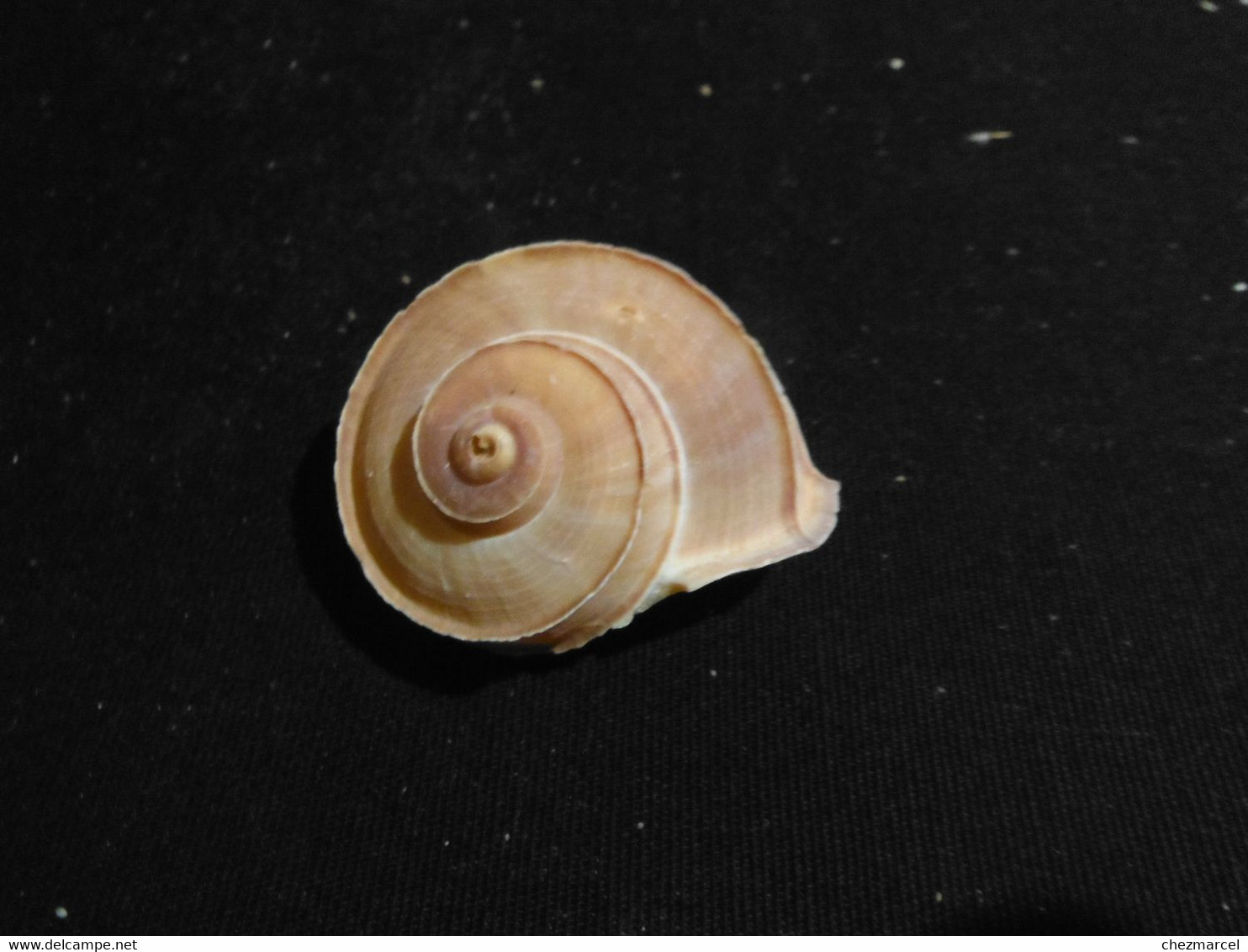 Rare Escargot Terrestre Tropidophora Cuvieirana Diego-suarez - Coquillages