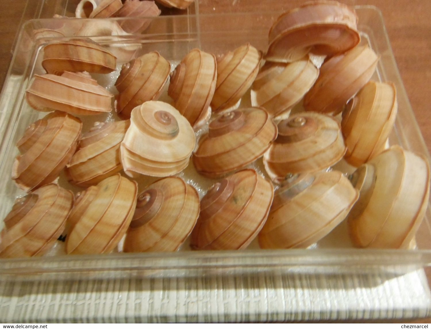 Rare Lot De 20 Escargots Terrestre Tropidophora Cuvieirana Diego-suarez 42/50 Mm - Coquillages