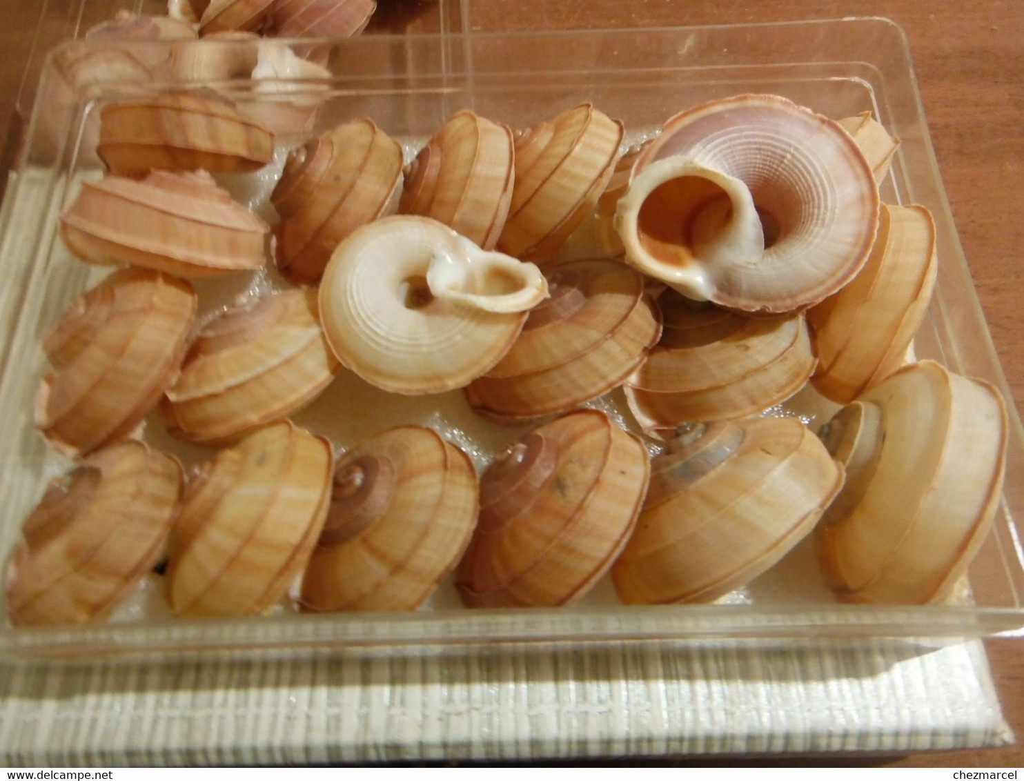 rare lot de 20 escargots terrestre tropidophora cuvieirana diego-suarez 42/50 mm