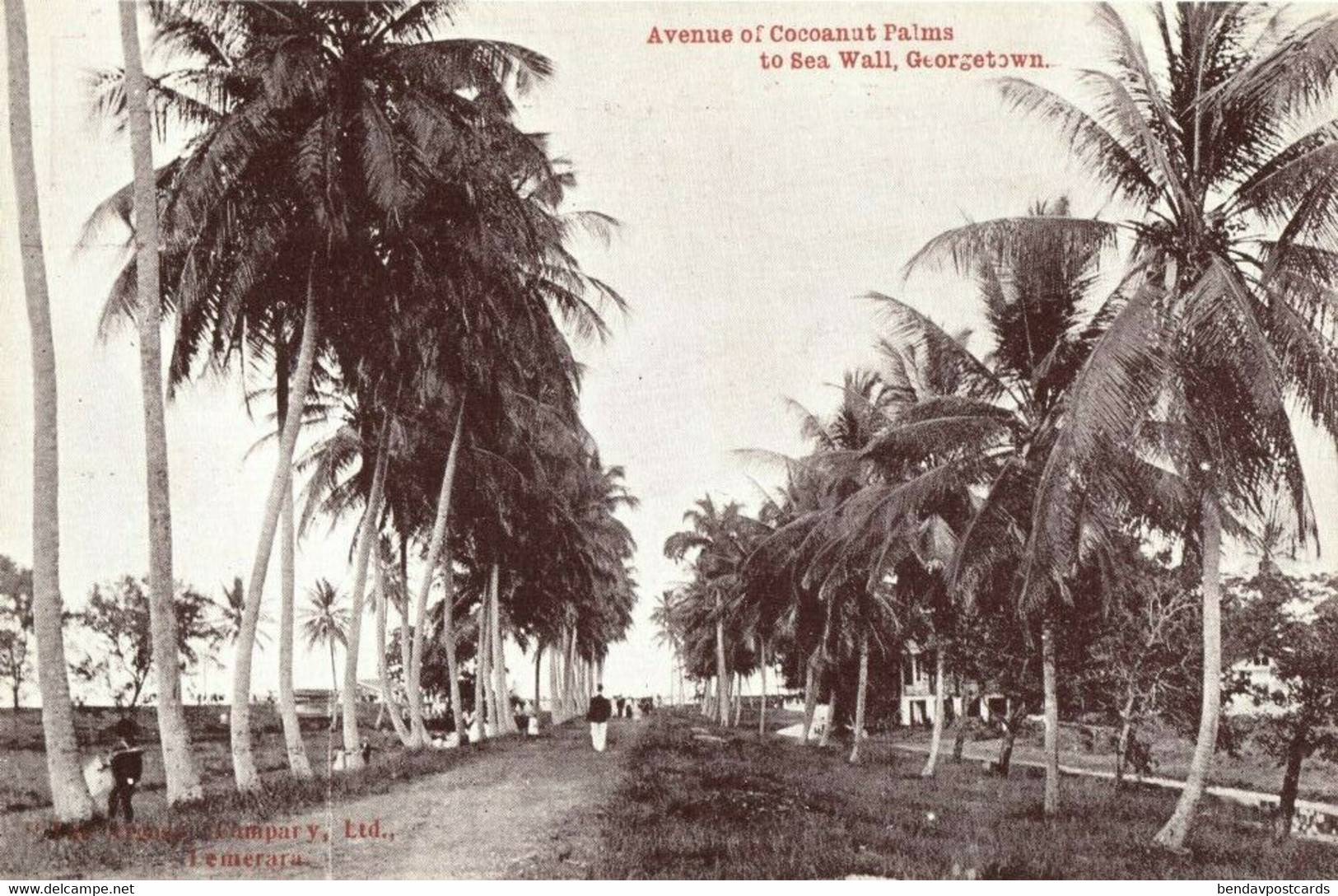 British Guiana, Guyana, GEORGETOWN, Avenue Of Cocoanut Palms To Sea Wall (1910s) - Guyana (formerly British Guyana)