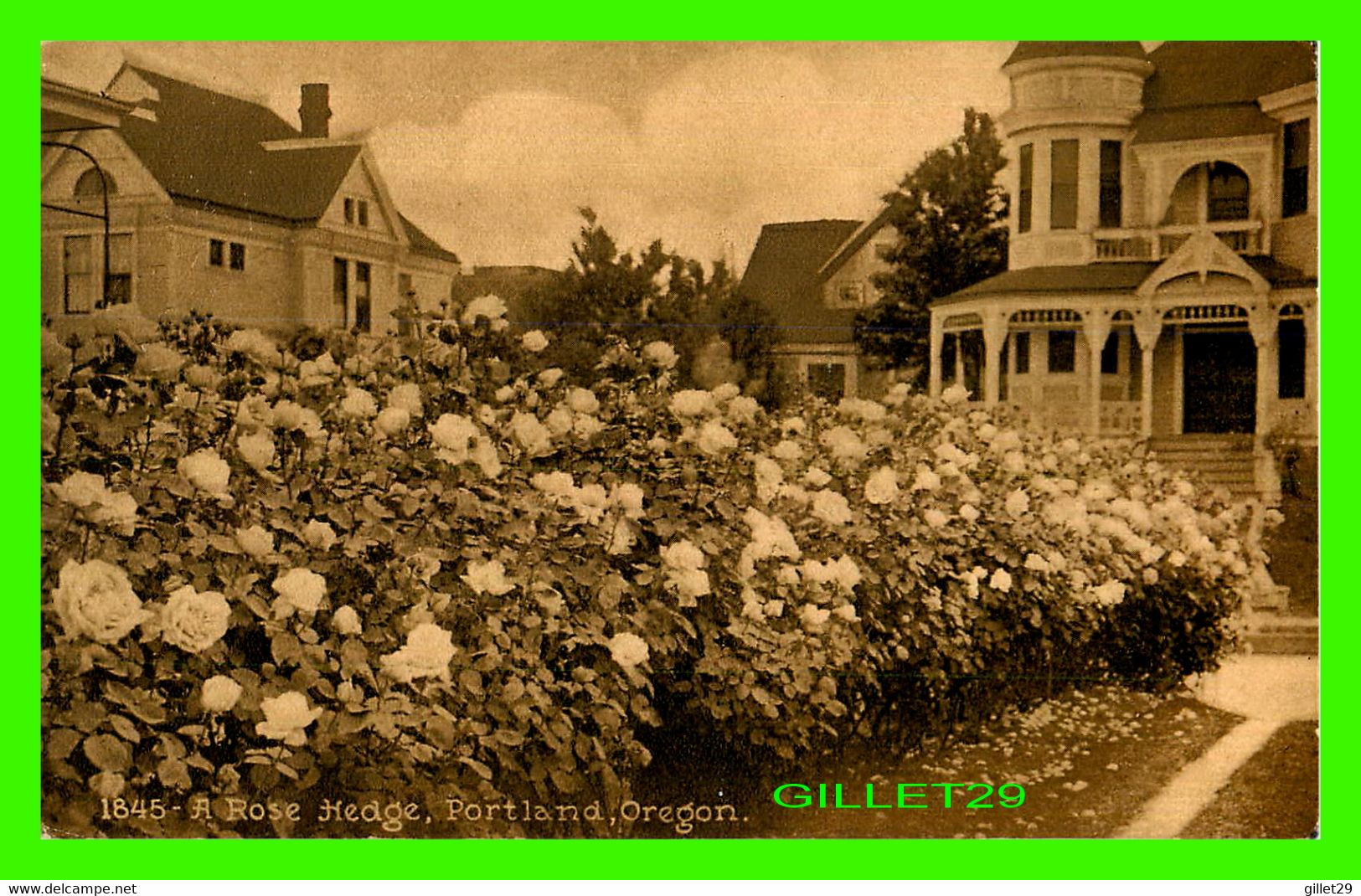 PORTLAND, OR - A ROSE HEDGE - PUB. BY EDWARD H. MITCHELL - - Portland