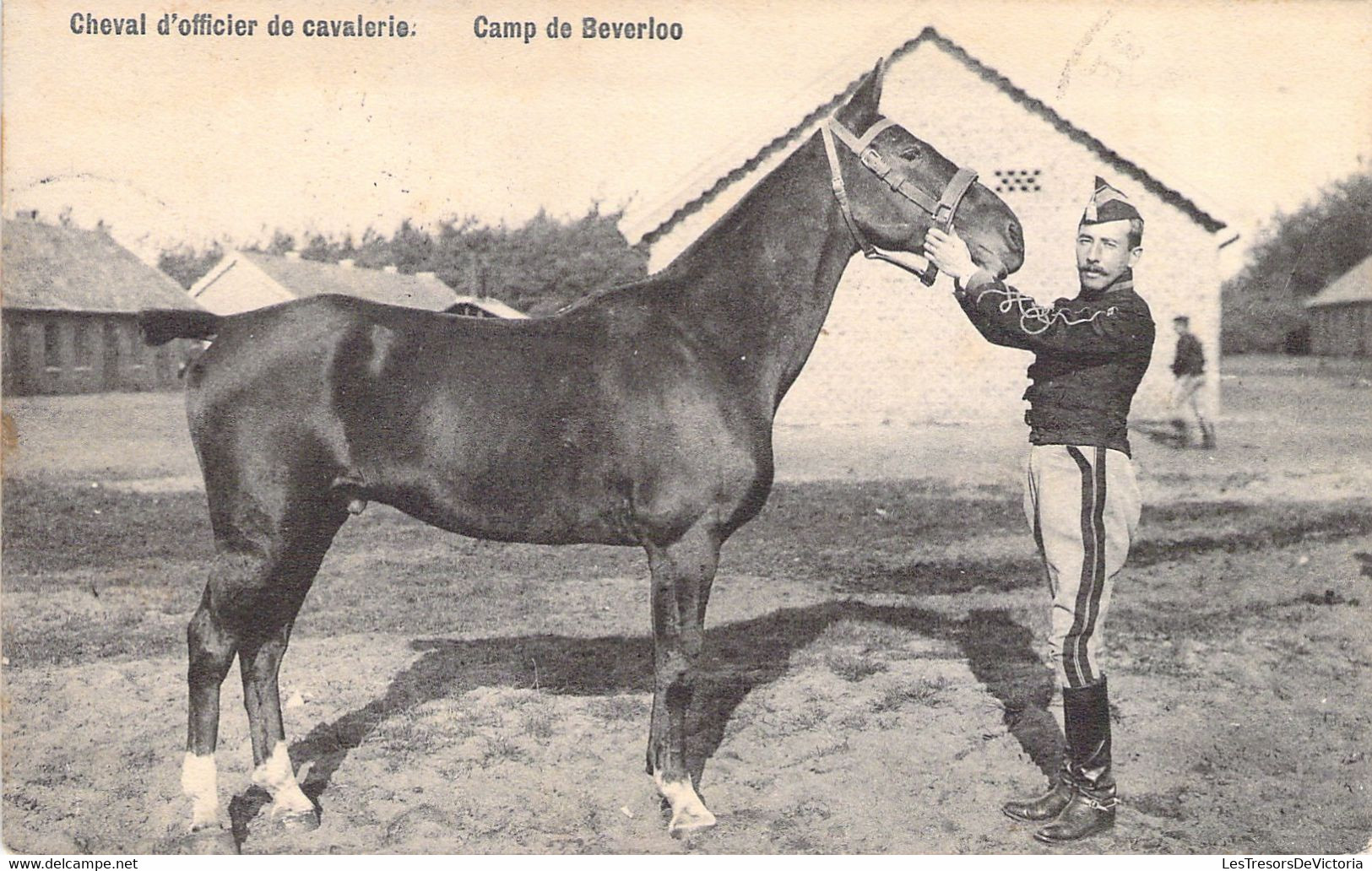 CPA - MILITARIAT - CAMP DE BEVERLOO - Cheval D'Officier De La Cavalerie - Andere & Zonder Classificatie