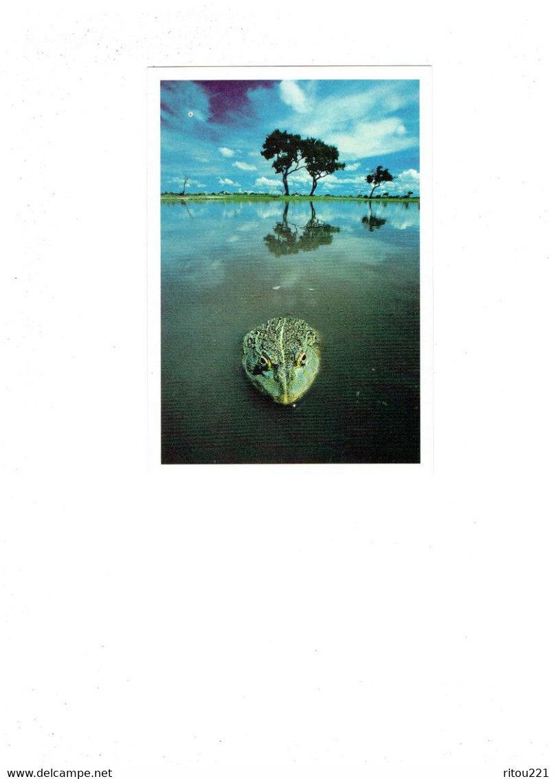 Cpm - Botswana Pays En Afrique Australe - African Bullfrog - Grenouille -  Taschen 1997 - Botswana