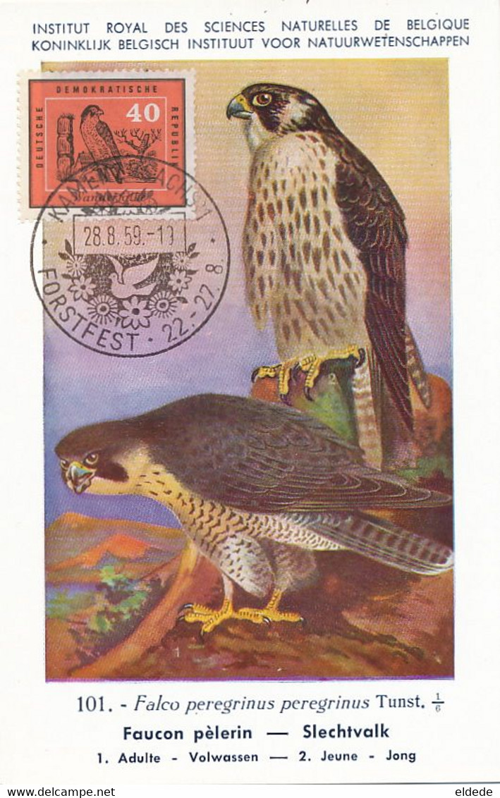 Maximum Card Same Subject Both Card And Stamp Kamen 1959 Faucon Slechtvalk Falcon Hubert Dupond Art Card - Marienheide