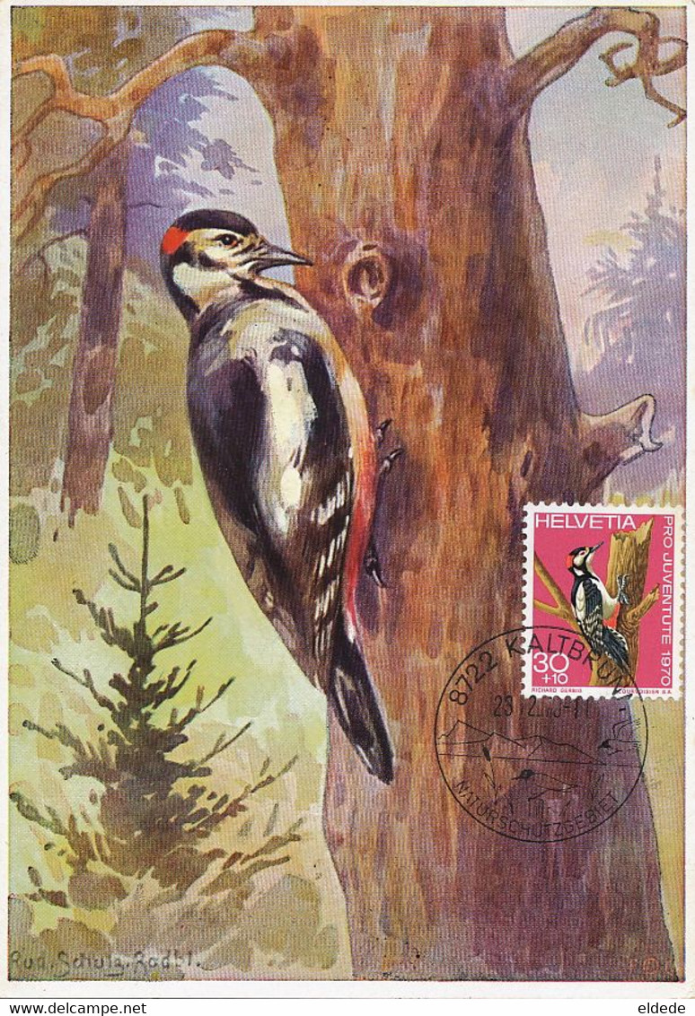 Maximum Card Same Subject Both Card And Stamp Kaltbrunn 1970  Woodpecker By Rod . Schulz - Kaltbrunn