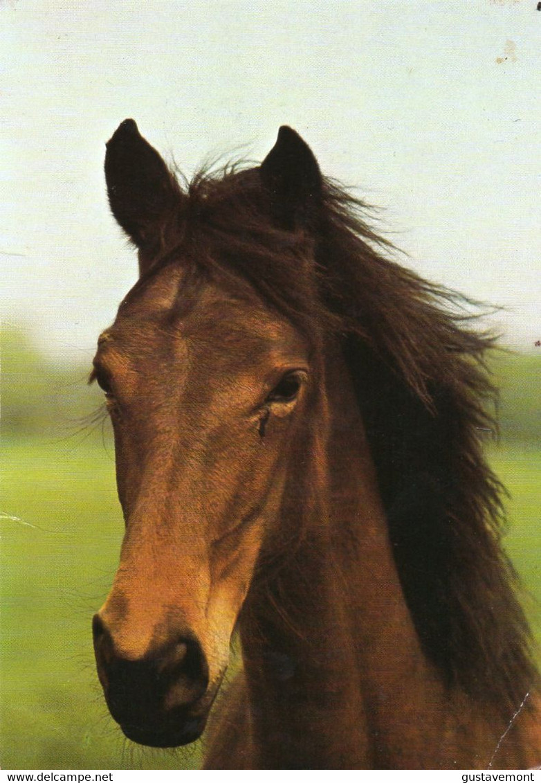 CPM Tête De Cheval En Gros Plan "Crins En Liberté" - Non Circulé - Horses