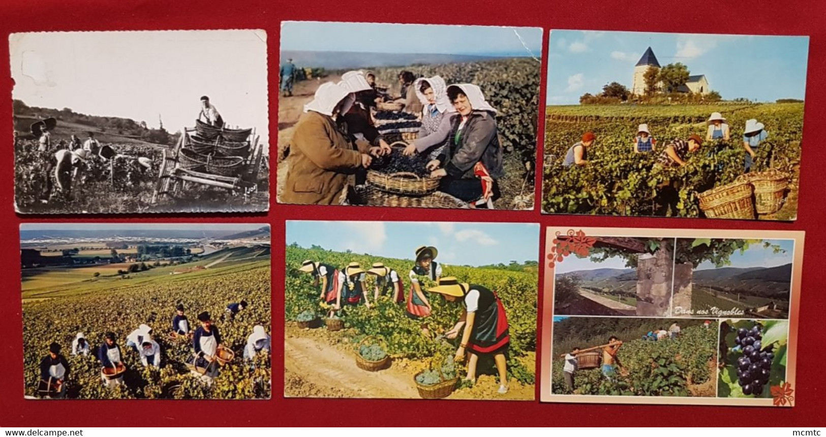 10 Cartes -  Vignoble ,Vendange , Raisin - Andere & Zonder Classificatie