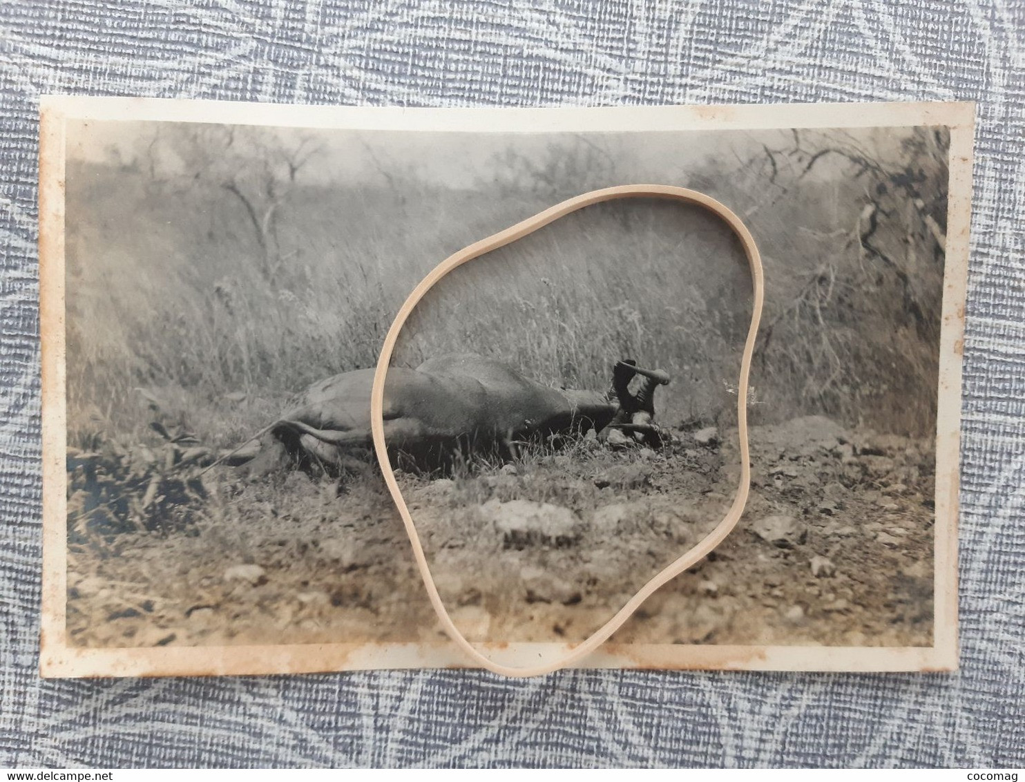 BENIN DAHOMEY PHOTO  SAFARI  LA CHASSE AU BUFFLE TROPHE PHOTO DEBUT 1900 - Benin